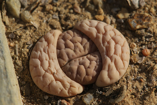 Lithops gracilidelineata subsp. gracilidelineata - 50 Seeds