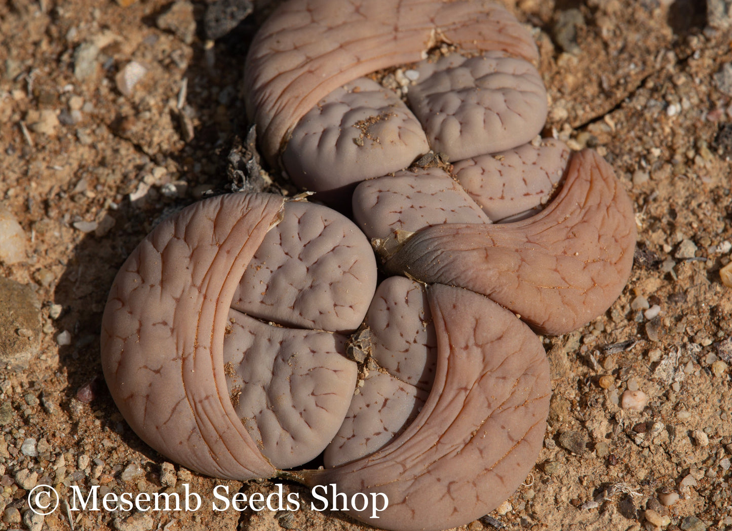 Lithops gracilidelineata subsp. gracilidelineata - 50 Seeds