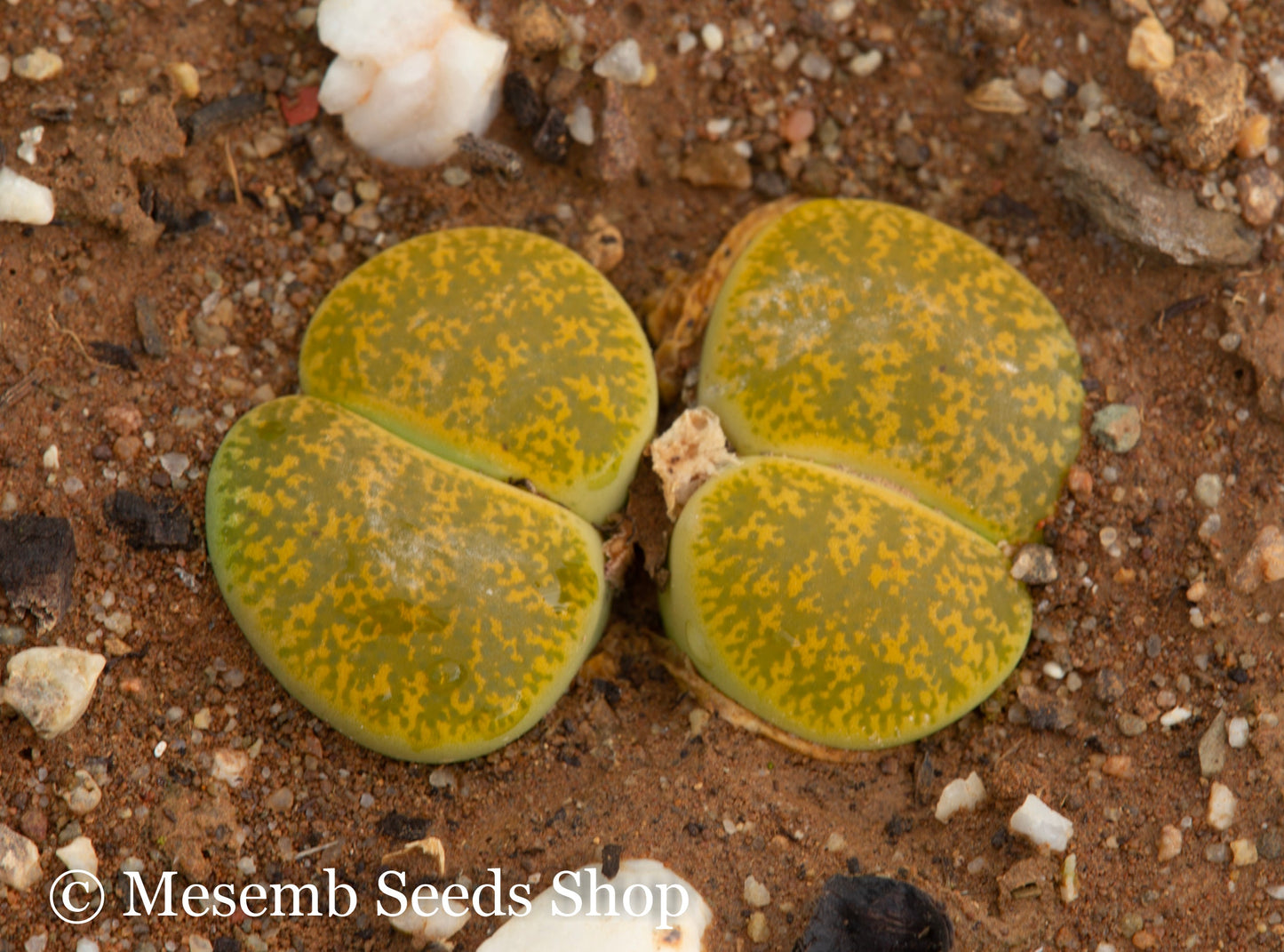 Lithops lesliei var. albinica C.036a - 50 Seeds