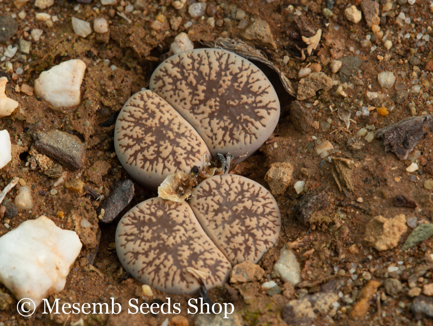 Lithops lesliei ssp. lesliei var. venteri C.001 - 50 Seeds