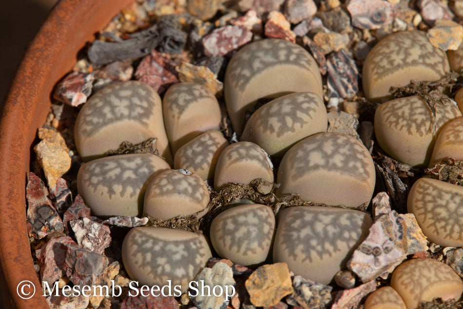 Lithops marmorata C.260 (syn. diutina) - 50 Seeds