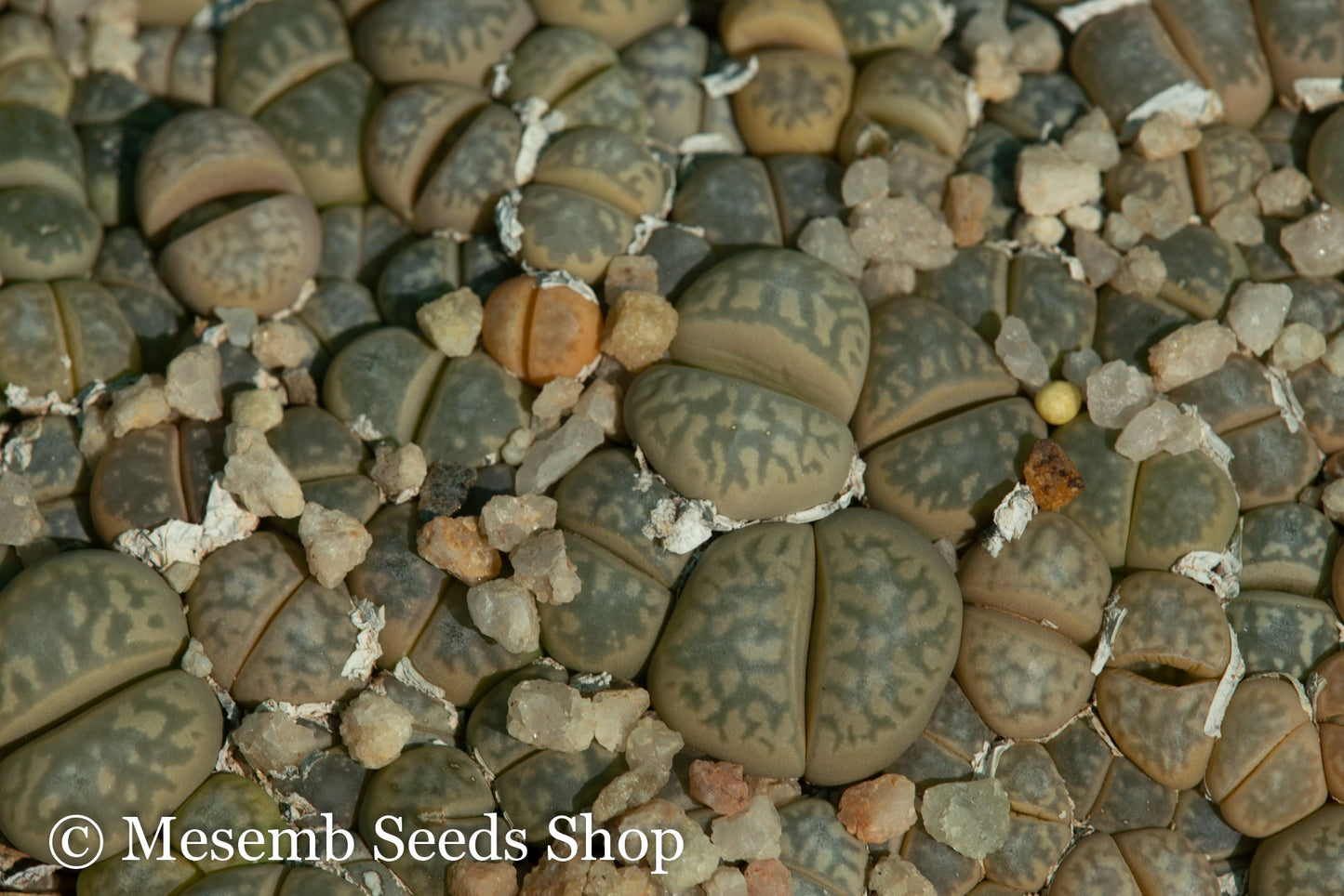 Lithops marmorata EA717 Umdausensis - 50 Seeds