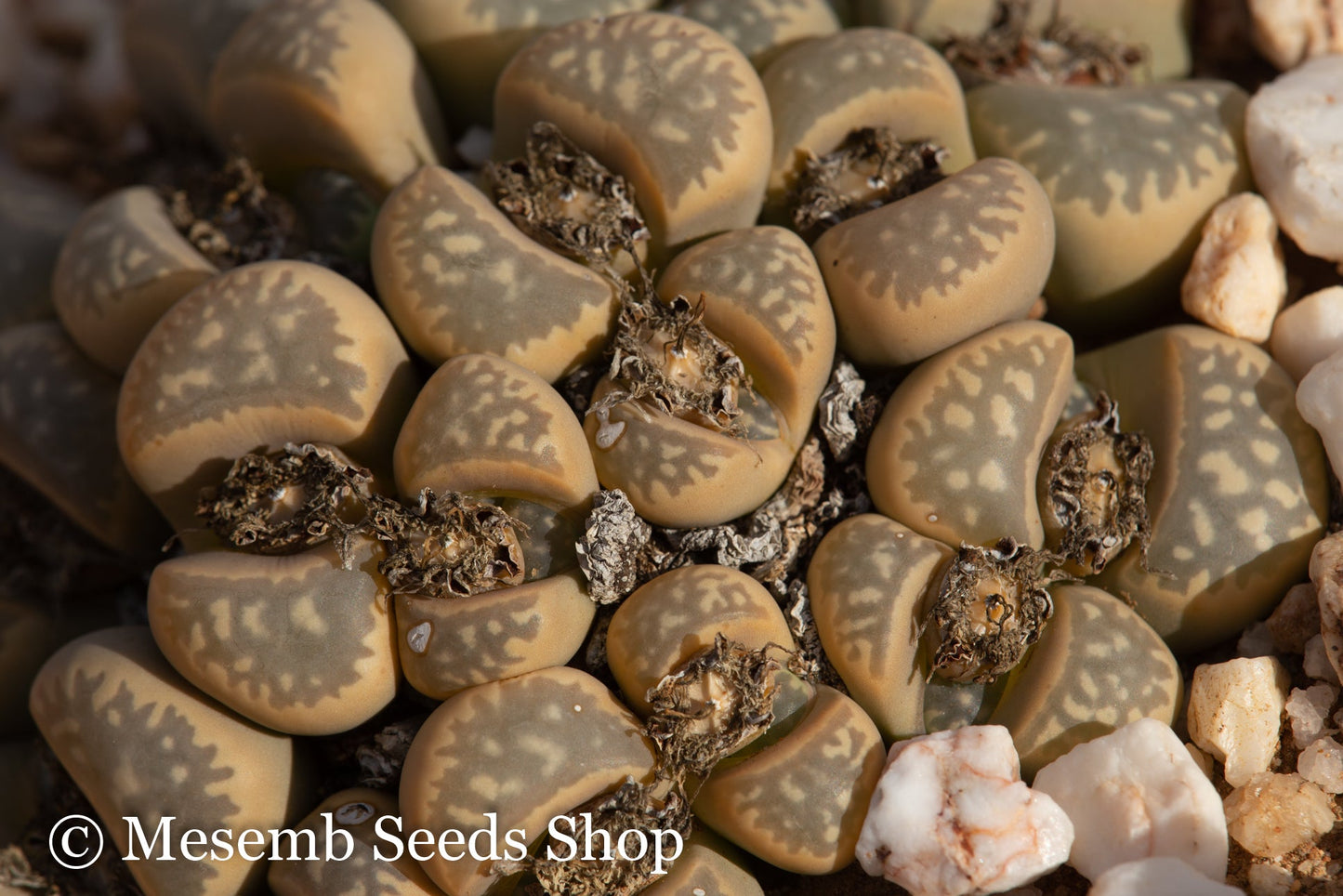 Lithops marmorata EA717 Umdausensis - 50 Seeds