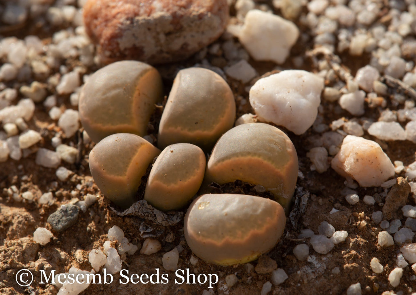Lithops marmorata Tok65 - 50 Seeds