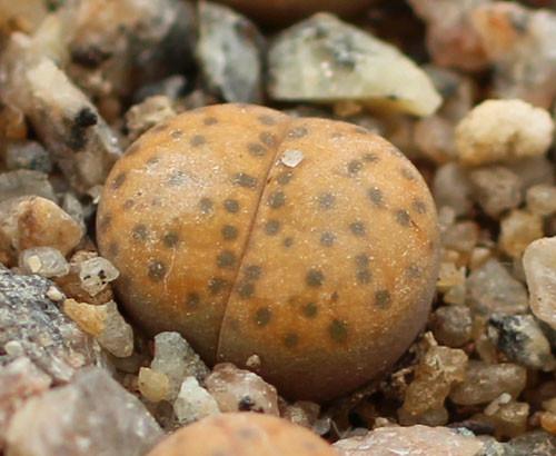 Lithops fulviceps var. laevigata C.412 - 50 Seeds