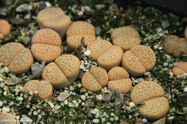 Lithops fulviceps var. laevigata C.412 - 50 Seeds