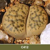 Lithops fulviceps var. laevigata C.412 - 50 Seeds