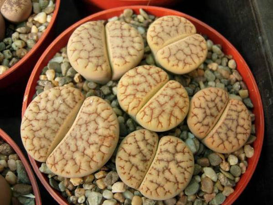 Lithops gracilidelineata ssp. brandbergensis C.383 - 50 Seeds