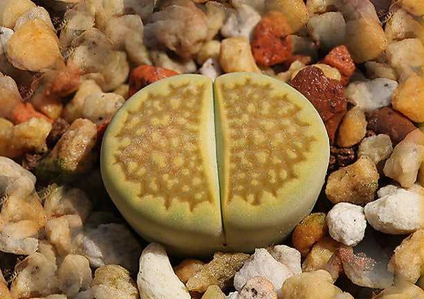 Lithops halii var. ochraceae cv. Green Soapstone C.111a - 50 Seeds