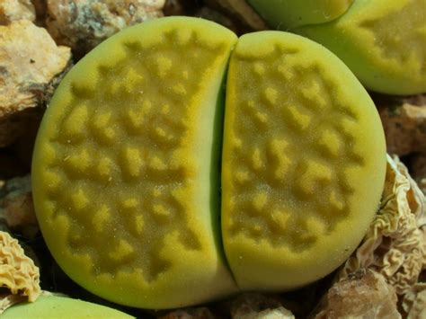 Lithops halii var. ochraceae cv. Green Soapstone C.111a - 50 Seeds