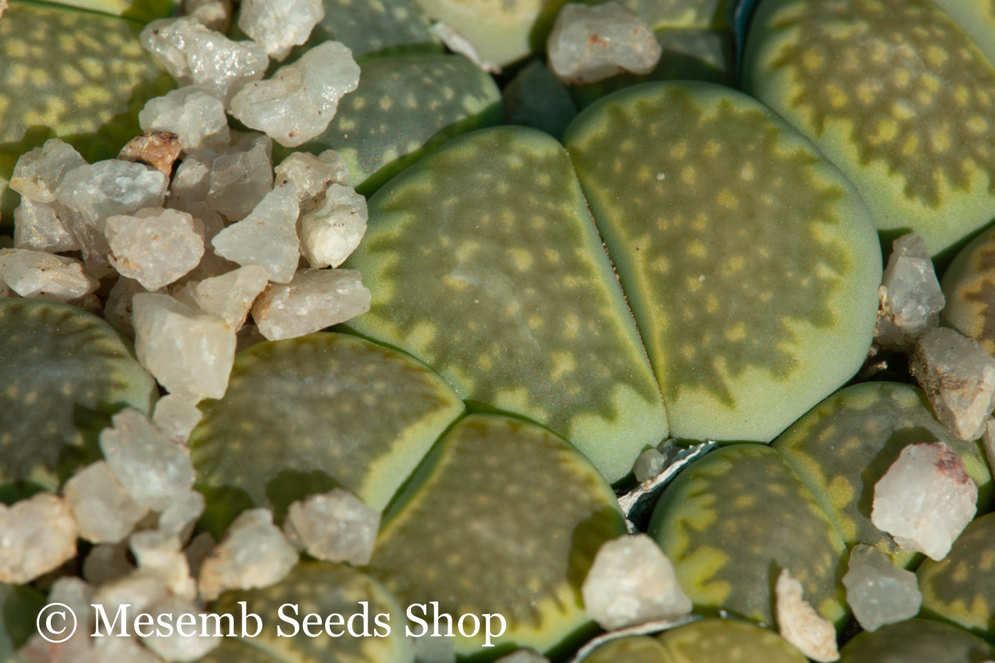 Lithops julii ssp. fulleri cv. Fullergreen C.056a - 50 Seeds