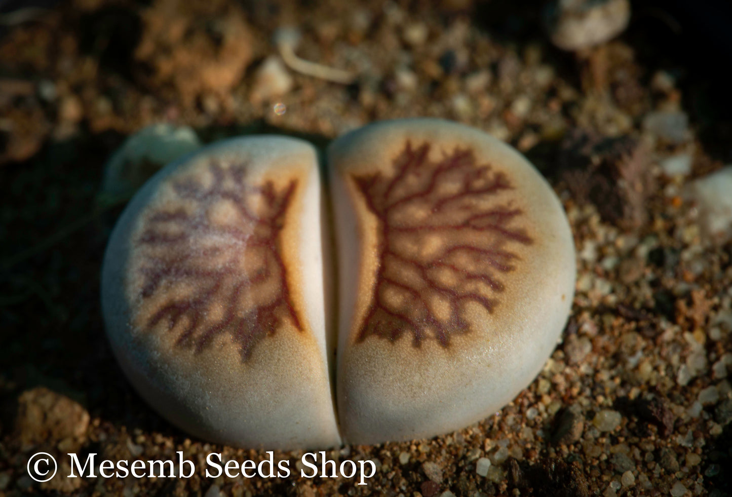 Lithops julii ssp. julii cv. "Kikusiyo Giyoku" - 50 Seeds