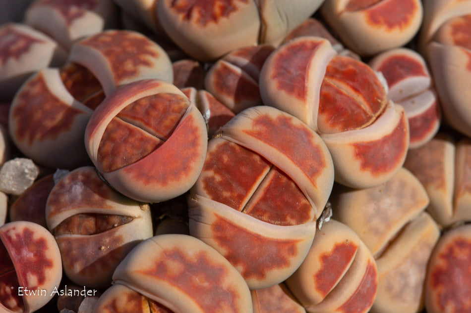 Lithops karasmontana cv. Red Top - 50 Seeds