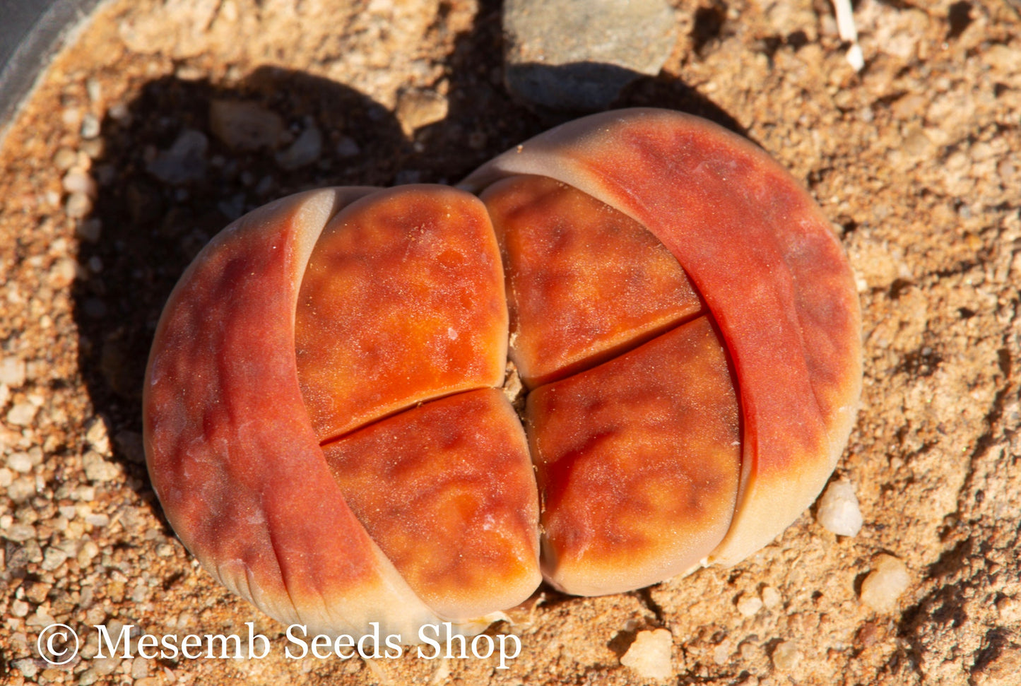 Lithops karasmontana cv. Red Top - 50 Seeds