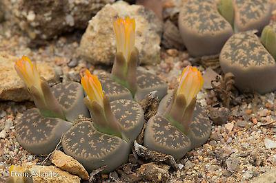 Lithops lesliei Pietersburg form C.032 - 50 Seeds