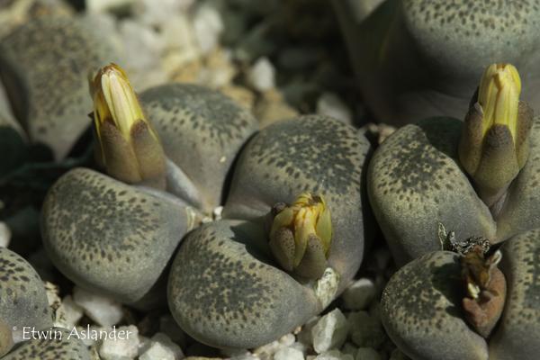Lithops terricolor mixed sp. - 50 Seeds