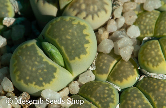 Lithops julii ssp. fulleri cv. Fullergreen C.056a - 50 Seeds