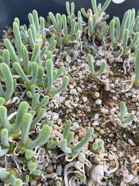 Monilaria moniliformis (Groot Graafwater) - 50 Seeds
