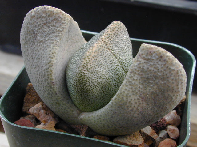 Pleiospilos bolusii - 50 Seeds