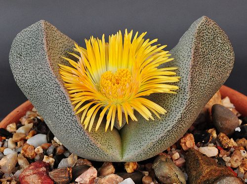 Pleiospilos bolusii - 50 Seeds