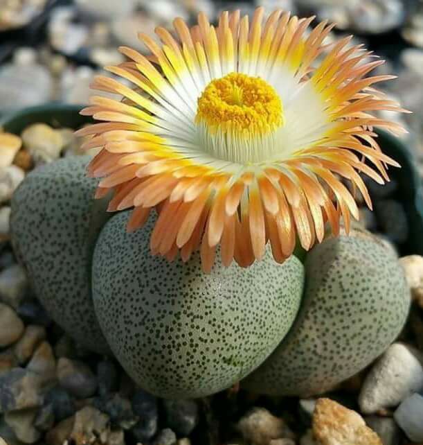 Pleiospilos nelii - 50 Seeds