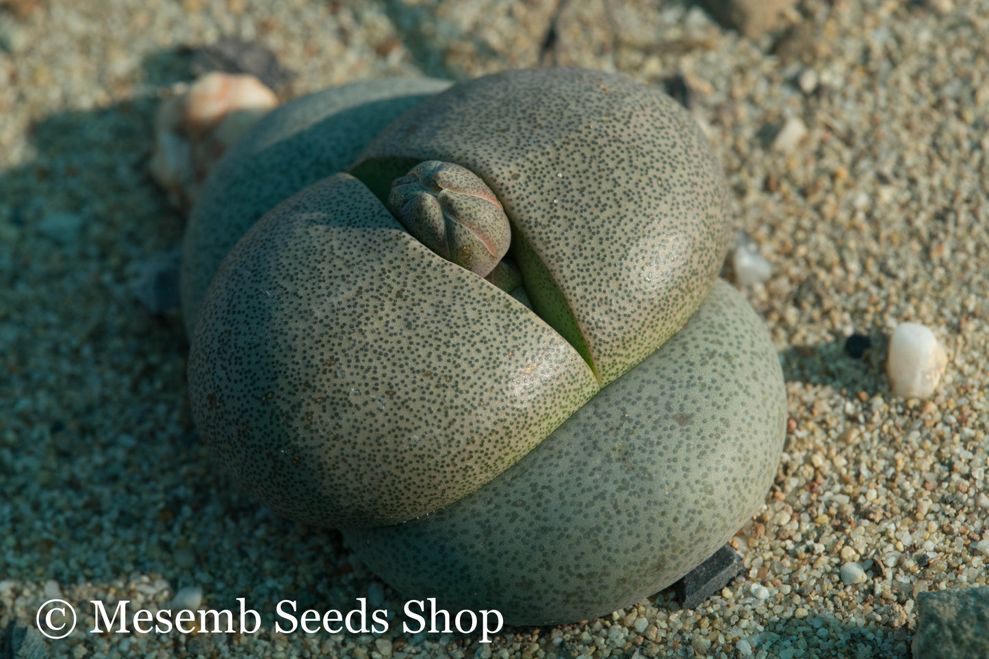 Pleiospilos nelii - 50 Seeds