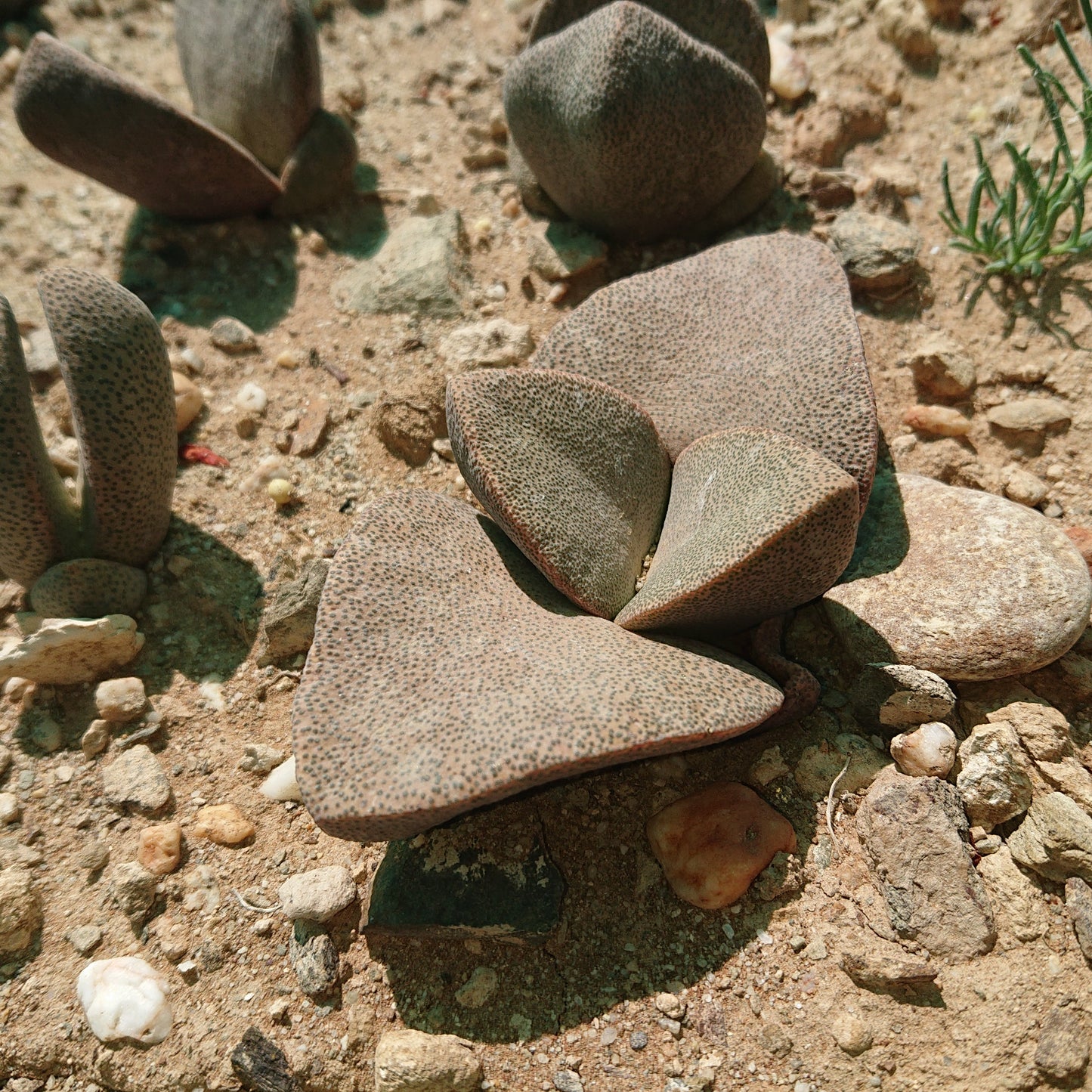 Pleiospilos simulans - 50 Seeds