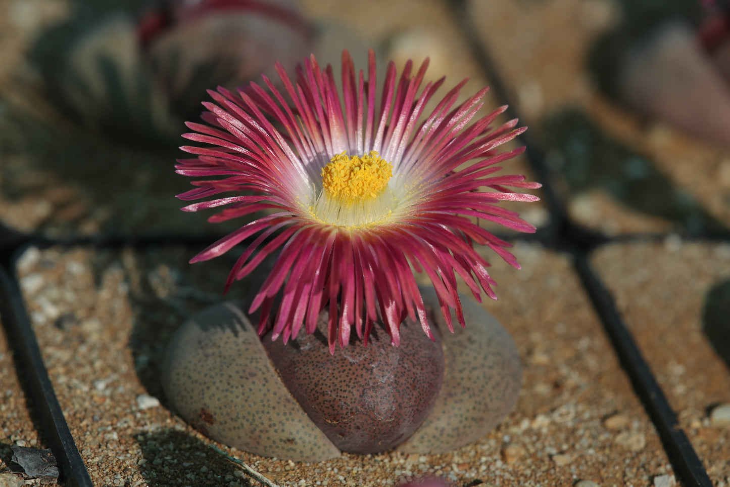 Pleiospilos nelii cv. Royal Flush - 50 Seeds