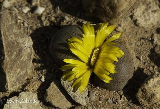 Tanquana hilmari (Keurfontein) - 50 Seeds